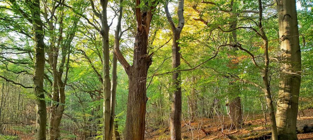The Hidden Life Of Trees Films Home