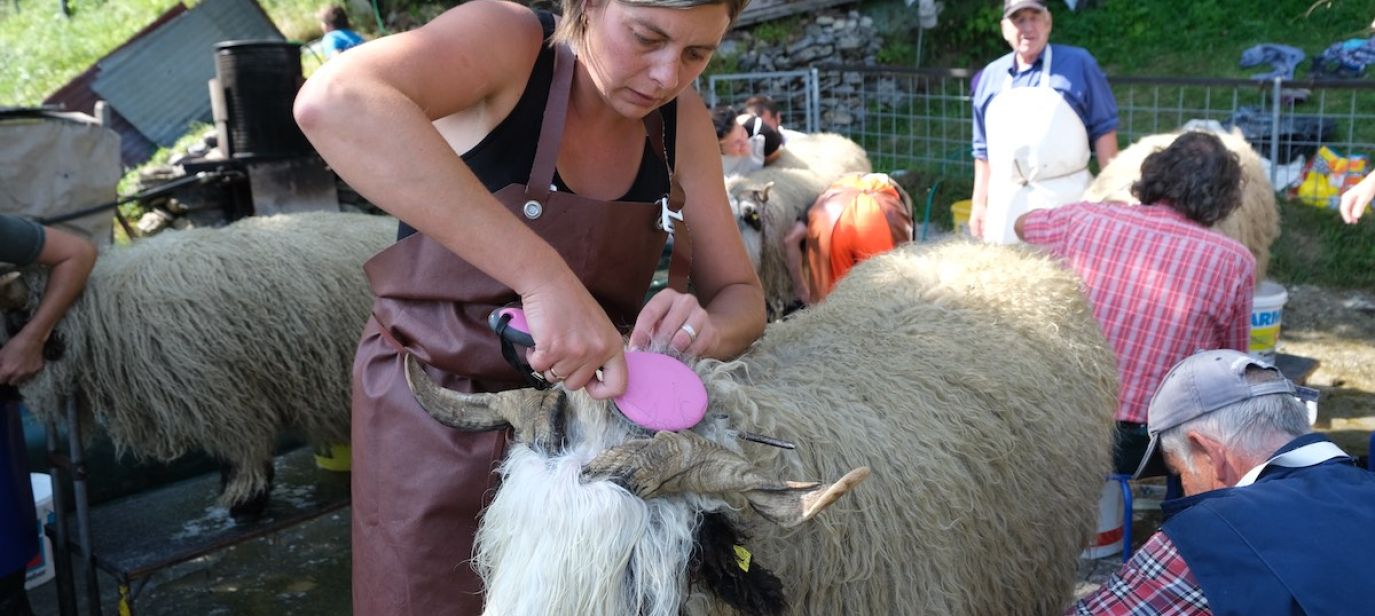 Das schönste Schaf im Wallis - Moutons blancs