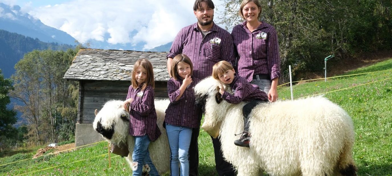 Das schönste Schaf im Wallis - Moutons blancs