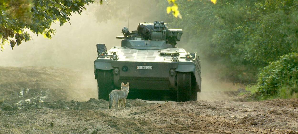 IN WOLF COUNTRY  // © 2023 if... Productions | mindjazz pictures    IN WOLF COUNTRY