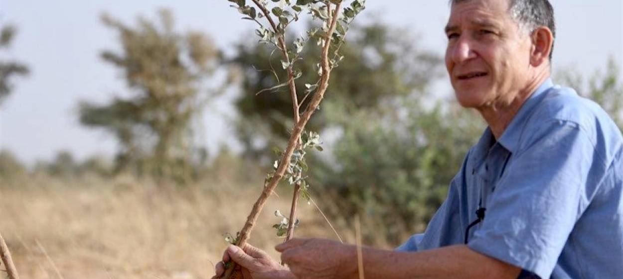 THE FOREST MAKER   // © 2020 Martin Brandt    THE FOREST MAKER