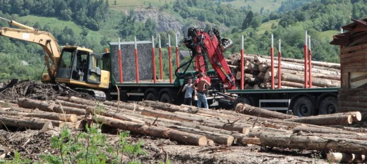 WOOD  // © 2020 MAGNETFILM    WOOD