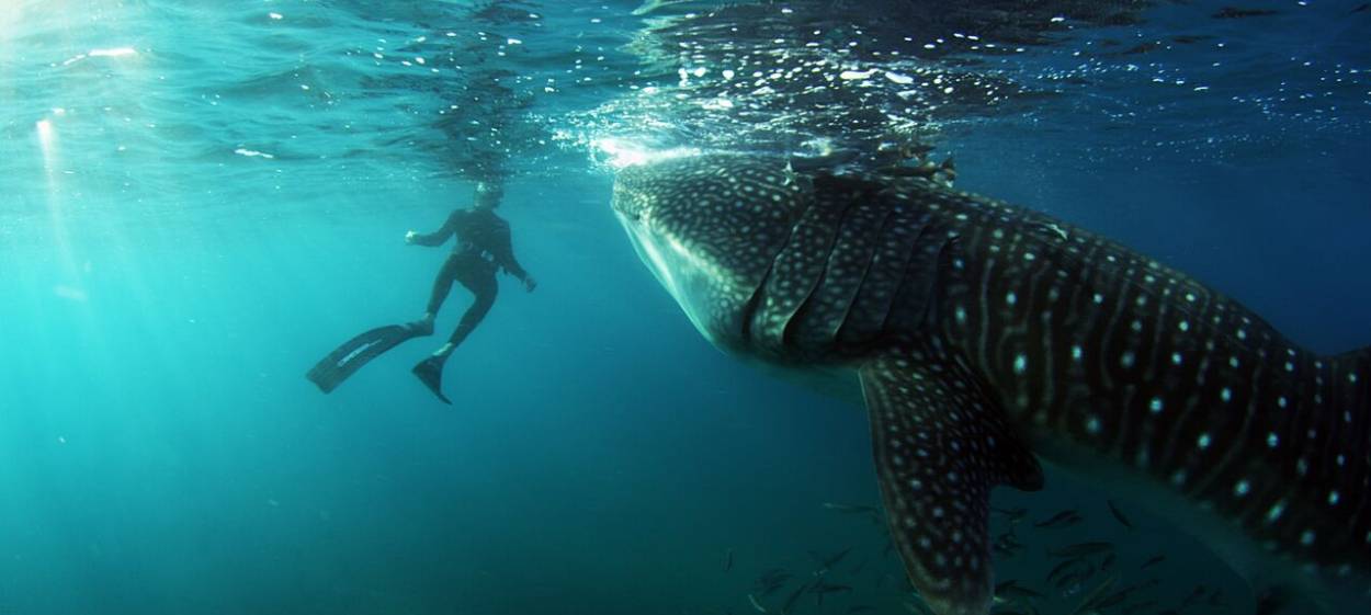 THE COLOUR OF YEARNING  // © 2016 Alfredo Whaleshark | Thomas Riedelsheimer    THE COLOUR OF YEARNING