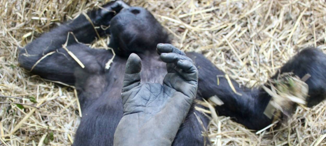 THE INVISIBLE ZOO  // © 2024 Pantera Film GmbH    THE INVISIBLE ZOO