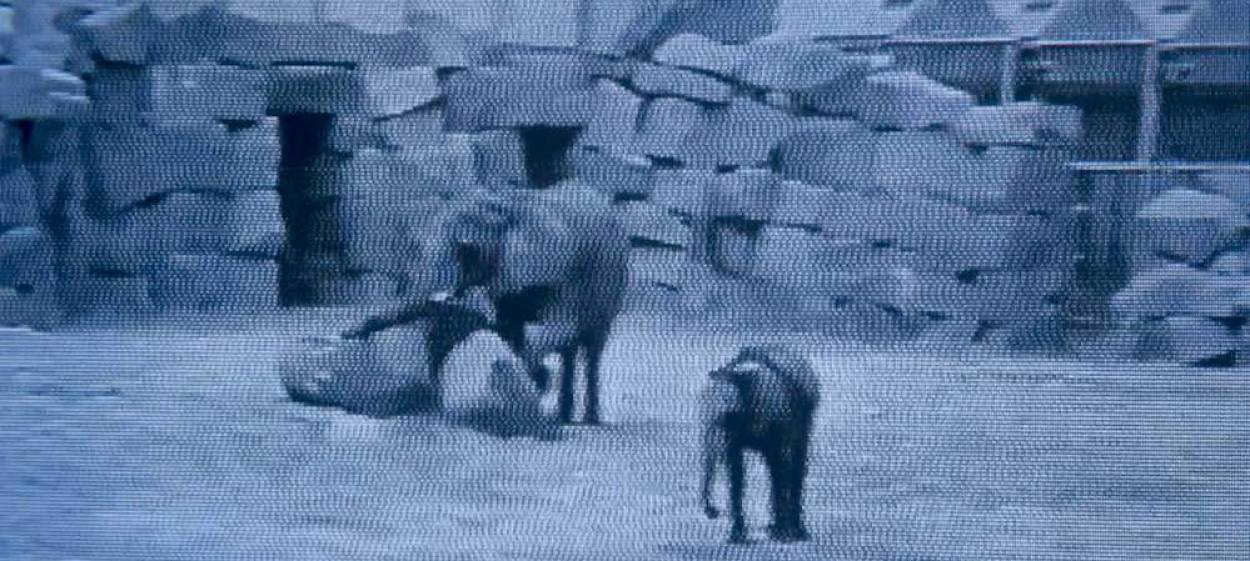 BIBI MUST GO  // © 2020 HFF Munich    BIBI MUST GO