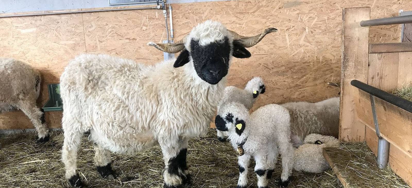 THE BEST LOOKING BLACKNOSE SHEEP