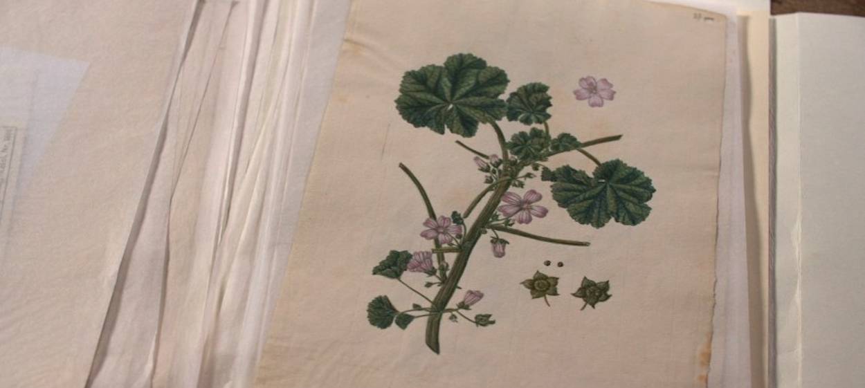 WELL ORDERED NATURE  // © 2024 Vita Spieß    WELL ORDERED NATURE