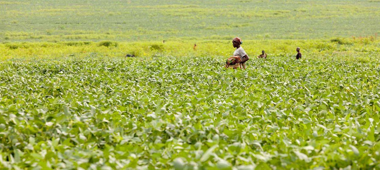 10 BILLION – WHAT WILL WE EAT TOMORROW?  // © 2014 THURN FILM    10 BILLION – WHAT WILL WE EAT TOMORROW?