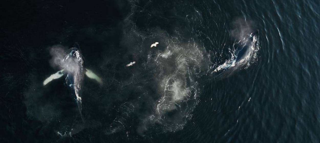 THE WHALE AND THE RAVEN  // © 2018 busse & halberschmidt Filmprod. oHG    THE WHALE AND THE RAVEN