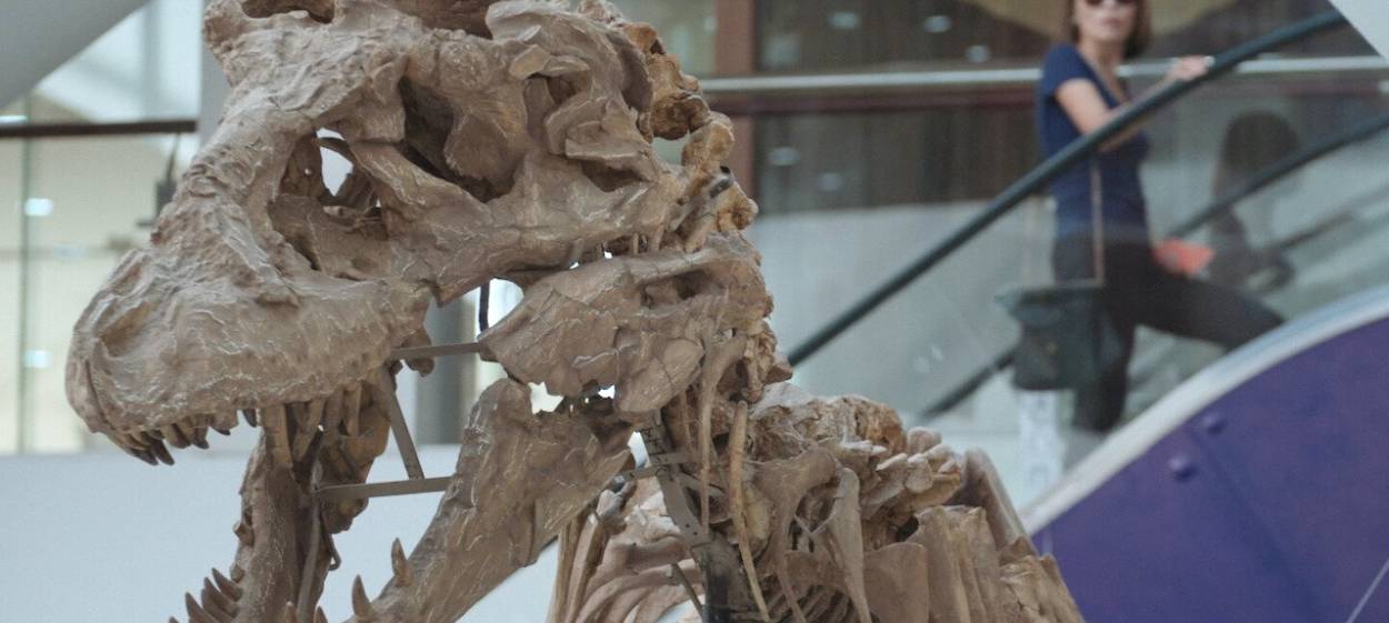 THE BONES   // © 2024 DOGWOOF    THE BONES