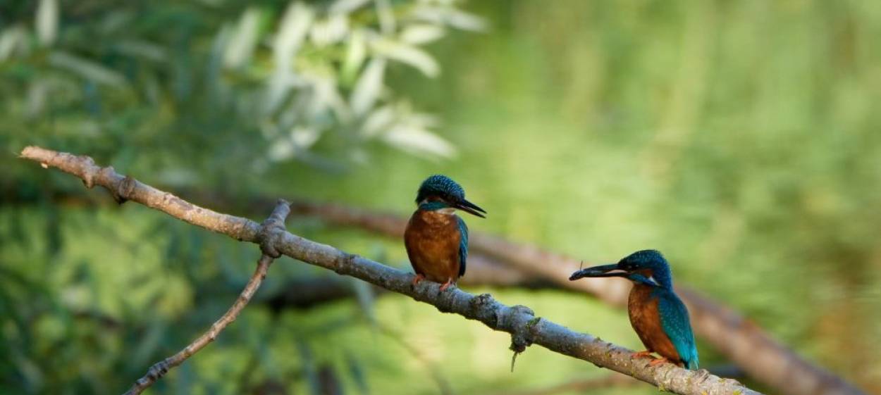 BIRDS EYE VIEWS  // © 2022 if… Productions | FILMPERLEN    BIRDS EYE VIEWS