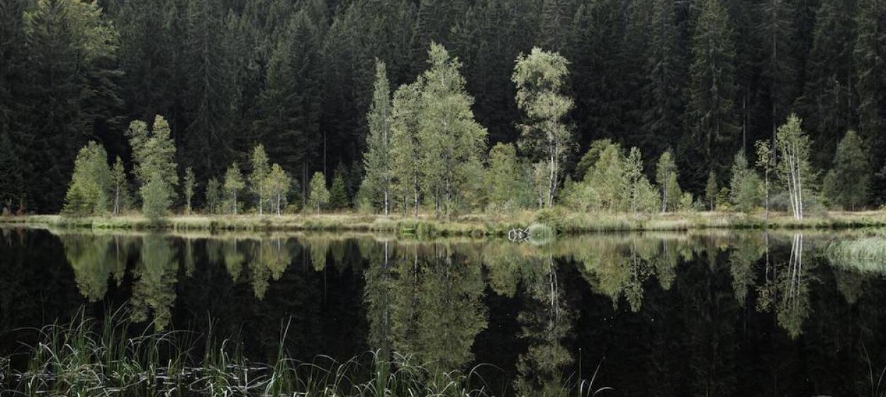 THE INNER LIGHT   THE INNER LIGHT