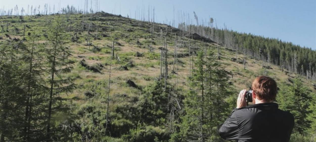 WOOD  // © 2020 MAGNETFILM    WOOD