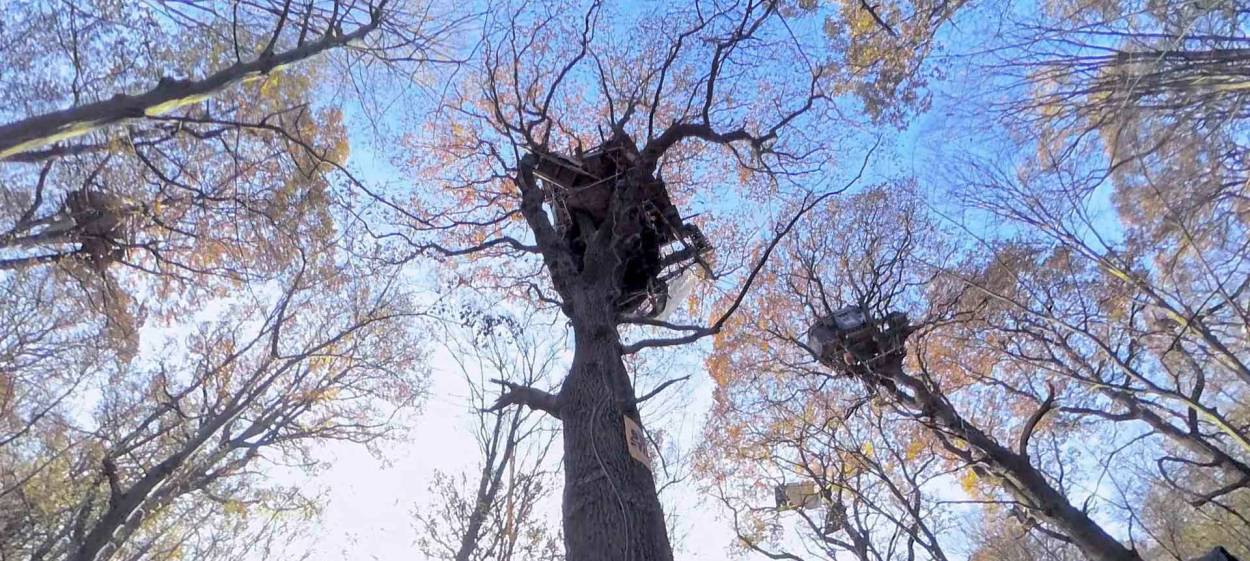 LONELY OAKS  // © 2023 Made in Germany GmbH    LONELY OAKS