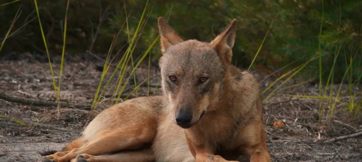 IN WOLF COUNTRY  // © 2023 if... Productions | mindjazz pictures    IN WOLF COUNTRY