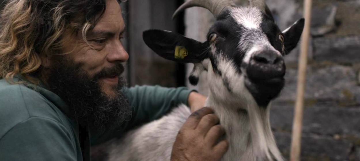 COWS ON THE ROOF  // © 2020 REVOLUMENFILM | ROUGH CAT    COWS ON THE ROOF