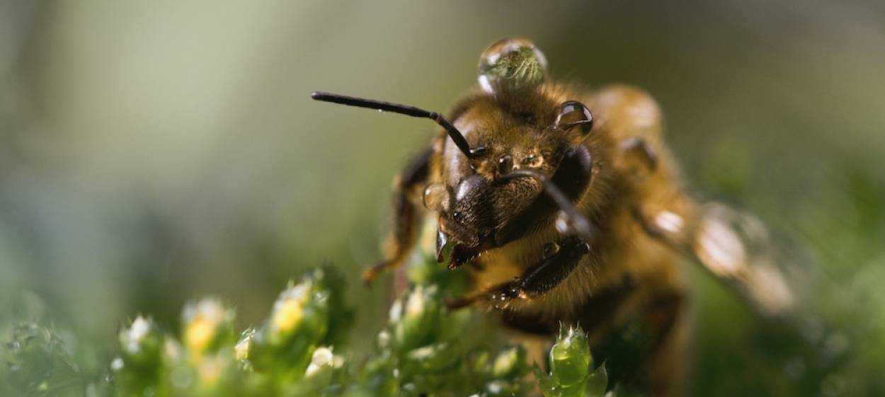 A BEE'S DIARY  // © 2020 taglicht media    A BEE'S DIARY