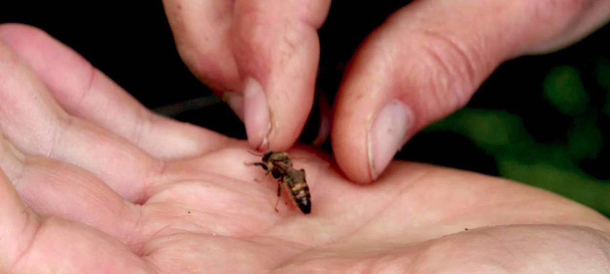 AT THE EDGE - BEEKEEPERS IN MECKLENBURG  // © 2019 Anne Andersen    AT THE EDGE - BEEKEEPERS IN MECKLENBURG
