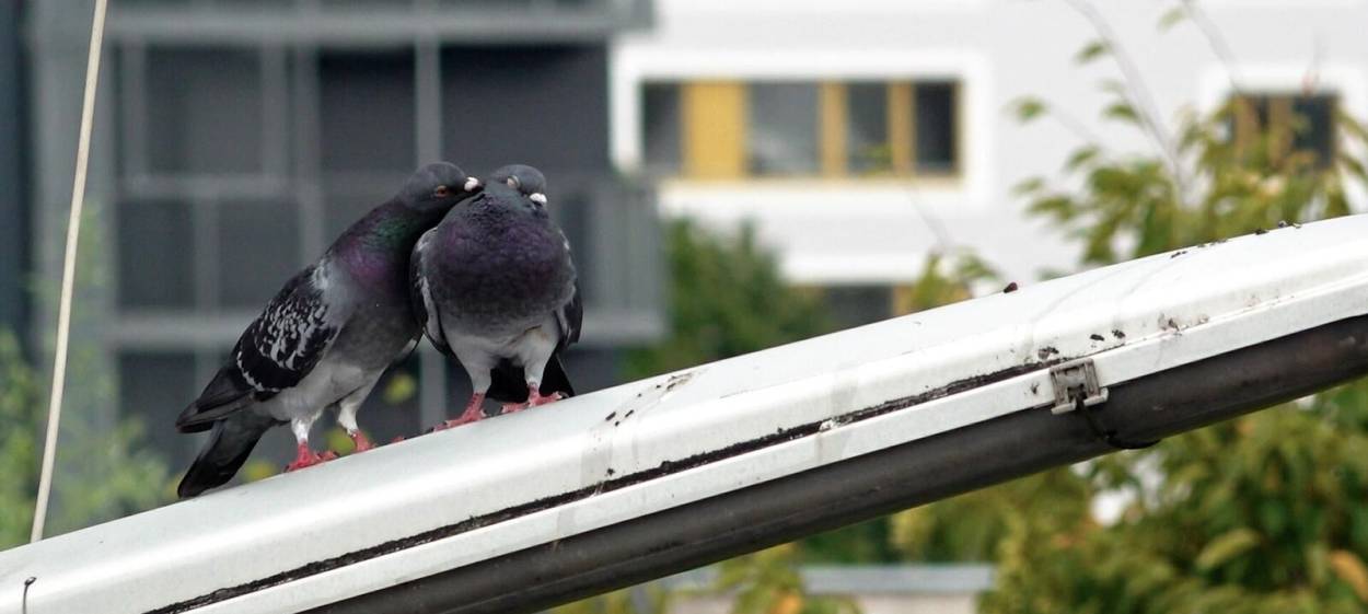 PICNIC AT HANGING ROCK  // © 2021 Naama Heiman    PICNIC AT HANGING ROCK