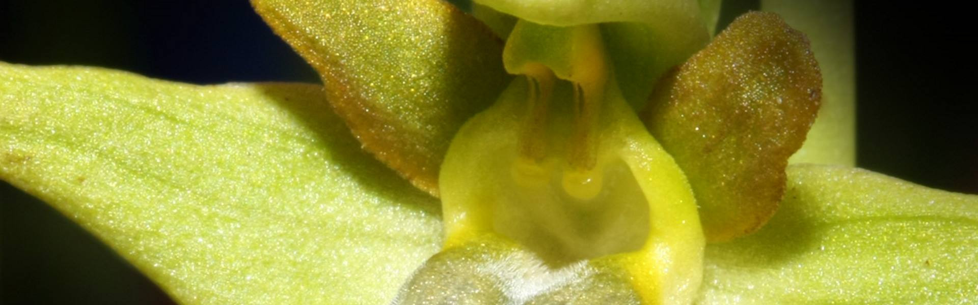 Orchideen - Wunder der Evolution     Orchideen - Wunder der Evolution