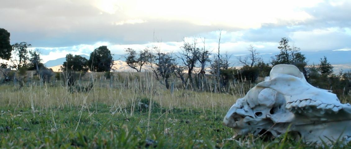 Wiese  // 2015 Toni Nottebohm