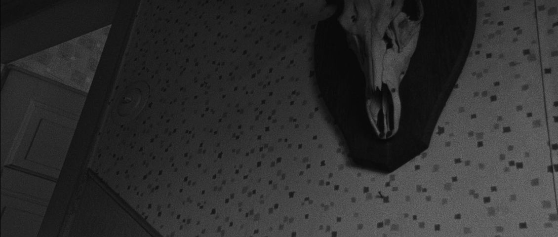 Vierunddreißig Tote Rehe – Still  // 2018 / Louis Dickhaut // Louis Dickhaut
