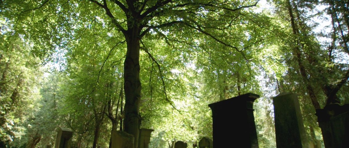 Der Alte Jüdische Friedhof, Bäume  // 2013, FEINSHMEKER FILM // Nicolas Mussell