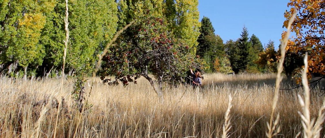 Obstgarten  // 2015, Toni Nottebohm