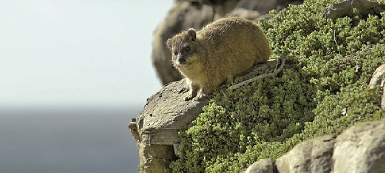 The Dassie - A South African Survival Specialist