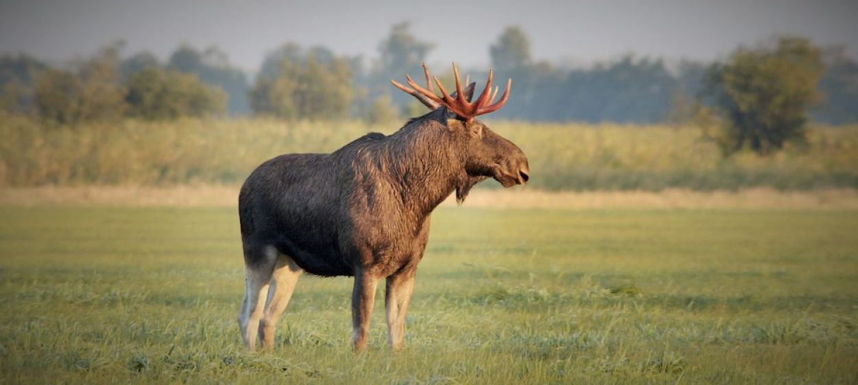 Matsalu Moose – Wild Giants of the Baltics