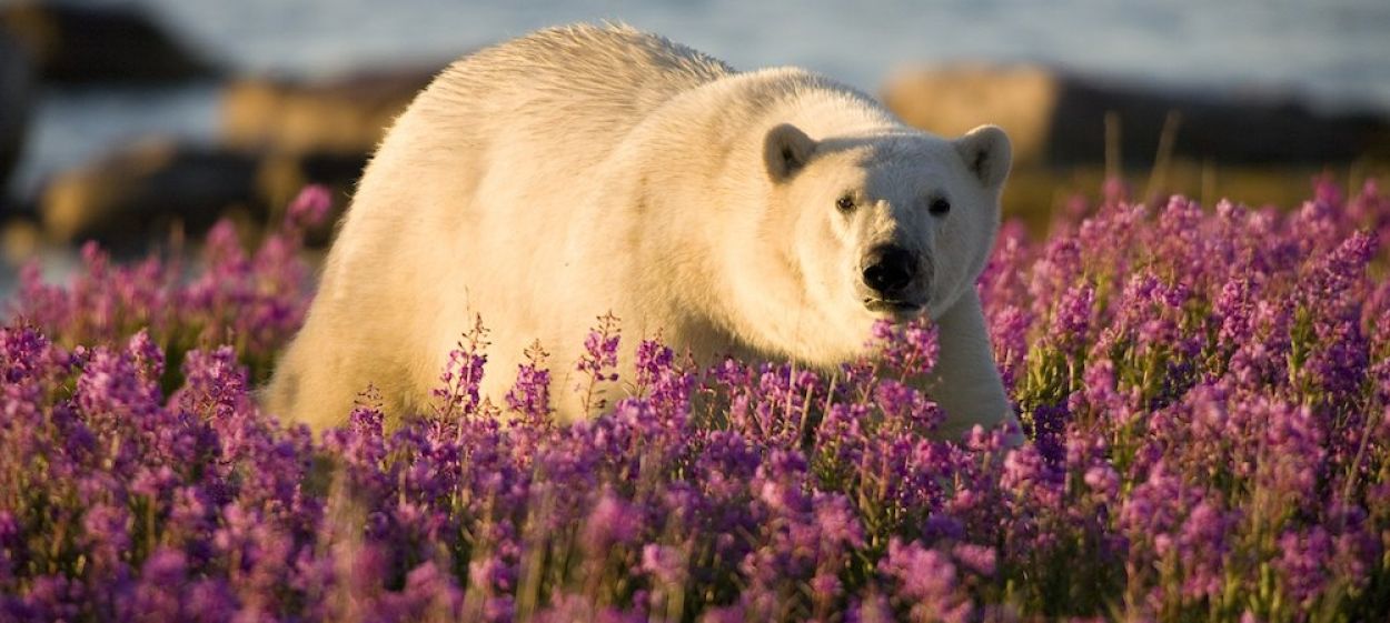 Polar Bear Summer