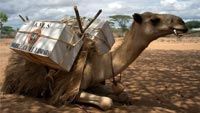 CARAVANE OF THE BOOKS - Kenya's Camel Library