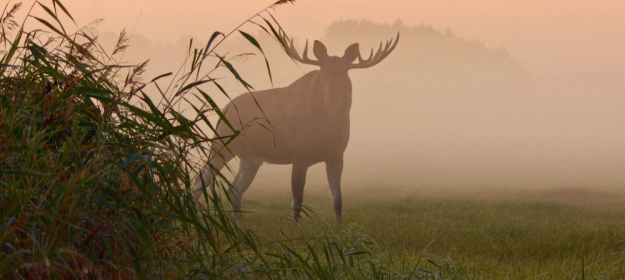 Matsalu Moose – Wild Giants of the Baltics
