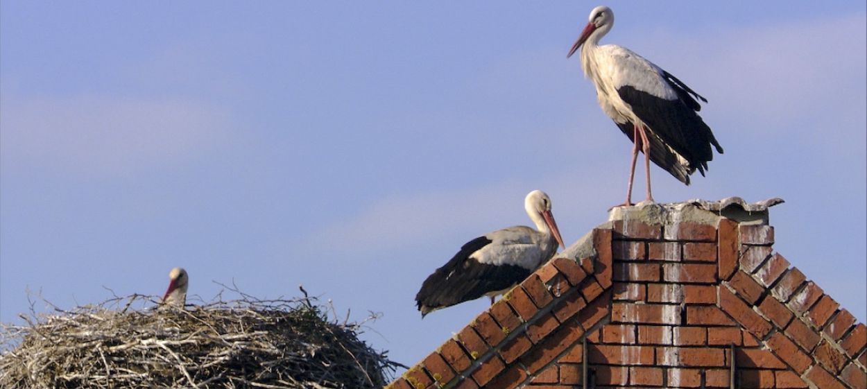 Storks - A Village Rooftop Saga