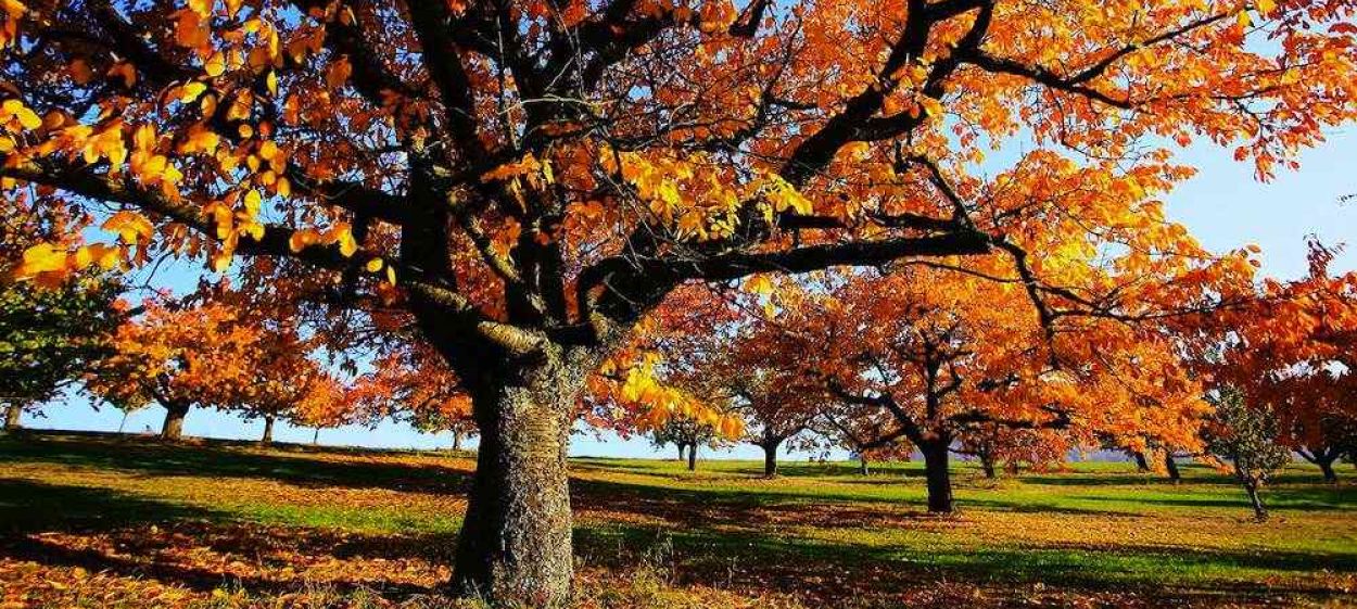 Autumn - World of Colours