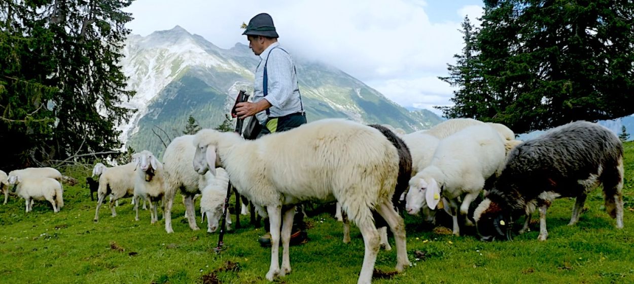 Alpine Shepherd's Last Summer