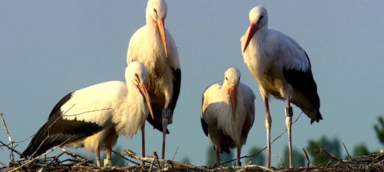 Storks - A Village Rooftop Saga  // © 2015 Steffen Sailer    Storks - A Village Rooftop Saga