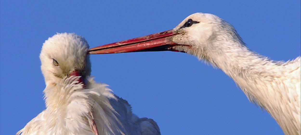 Storks - A Village Rooftop Saga  // © 2015 Alexandra Sailer    Storks - A Village Rooftop Saga