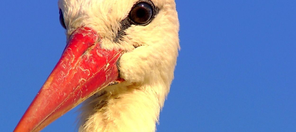 Storks - A Village Rooftop Saga  // © 2015 Alexandra Sailer    Storks - A Village Rooftop Saga