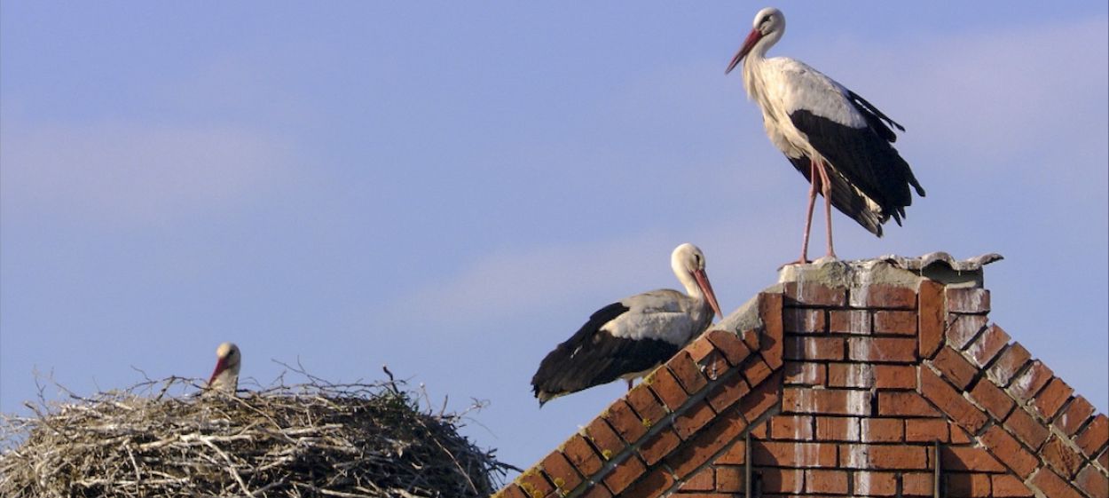 Storks - A Village Rooftop Saga  // © 2015 Steffen Sailer    Storks - A Village Rooftop Saga