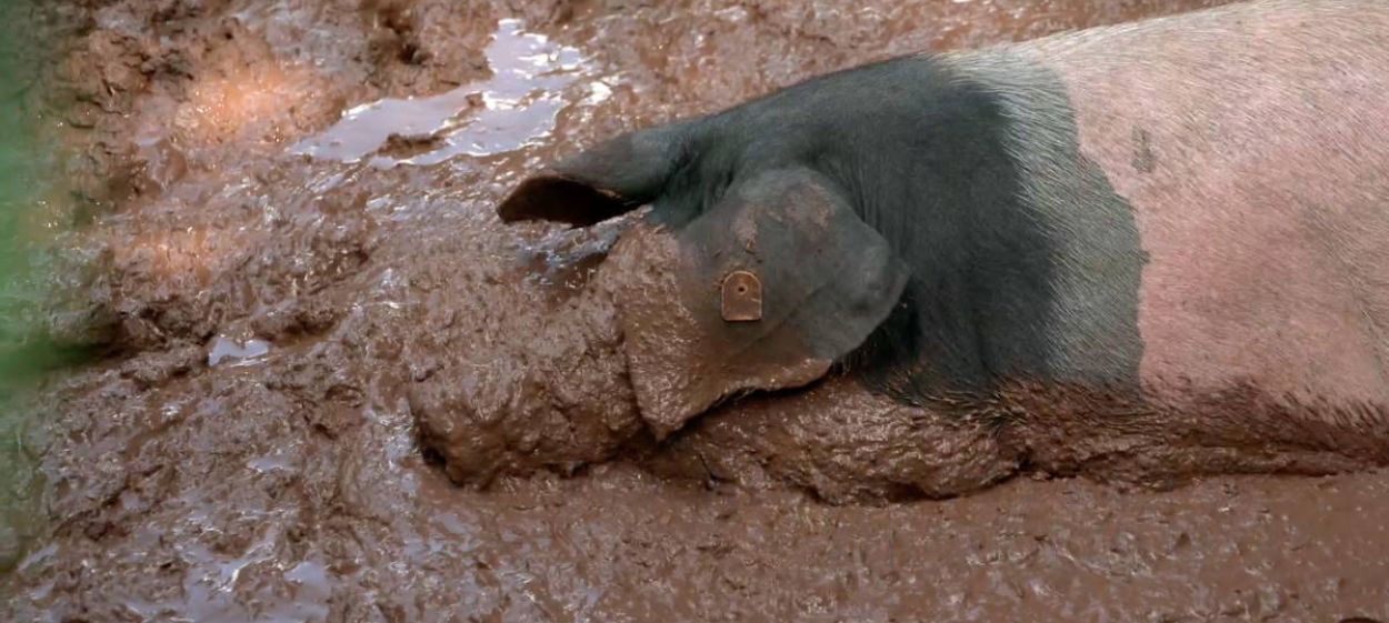 YES WE CAN... Agricultural Change NOW!  // © 2022 DENKmal-Film Verhaag GmbH    YES WE CAN... Agricultural Change NOW!