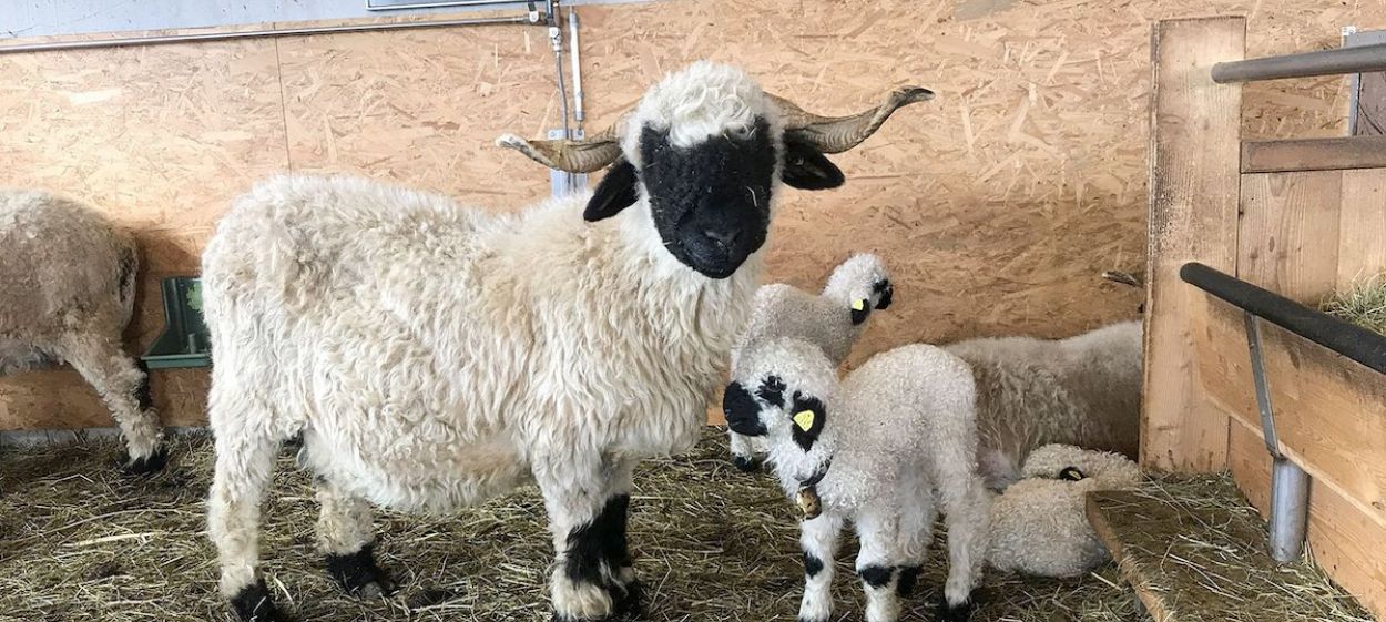 The Best Looking Blacknose Sheep