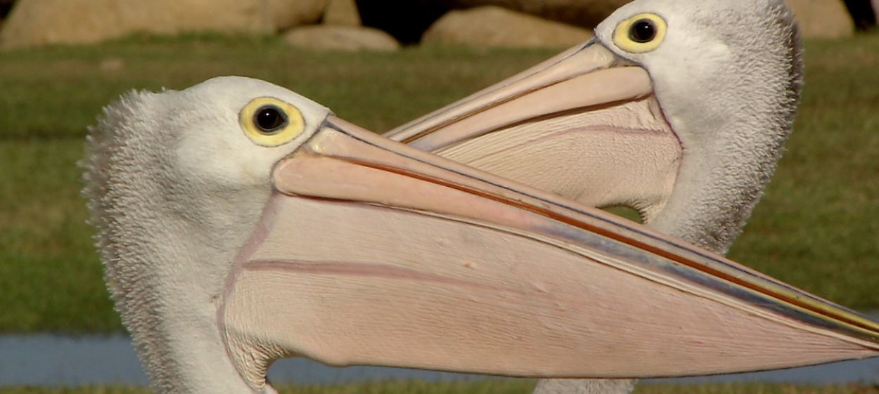 Journey of the Pelicans   Journey of the Pelicans