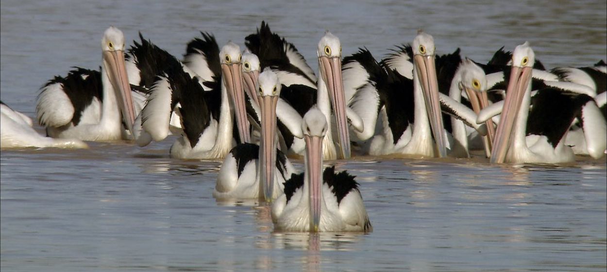 Journey of the Pelicans   Journey of the Pelicans