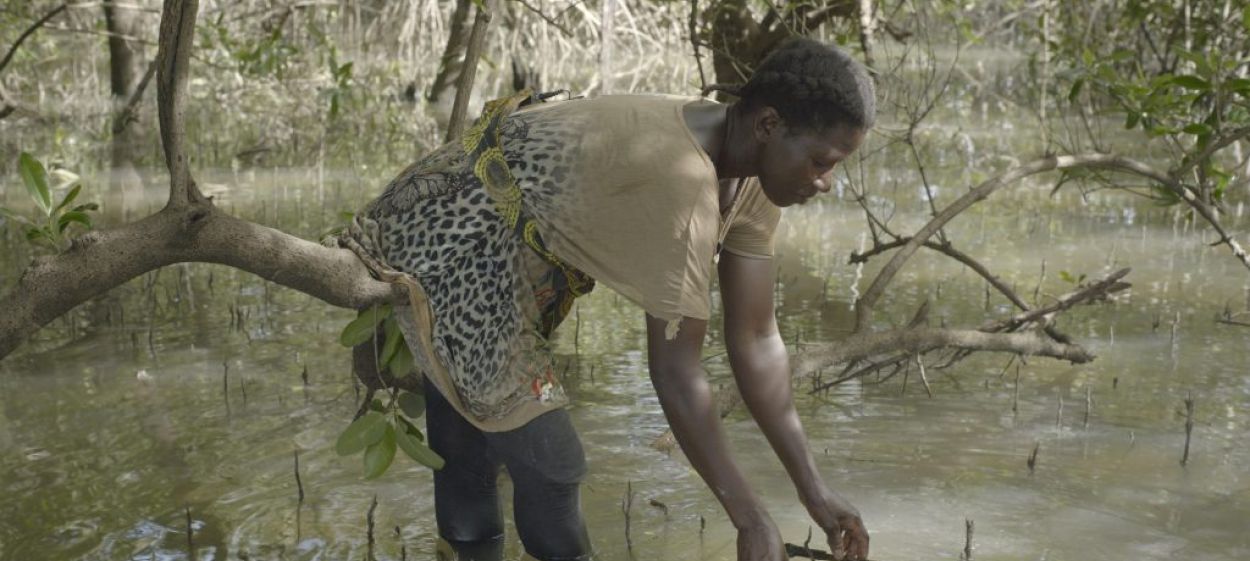 Mangrove School  // © 2022 Filipa César, Sónia Vaz Borges    Mangrove School