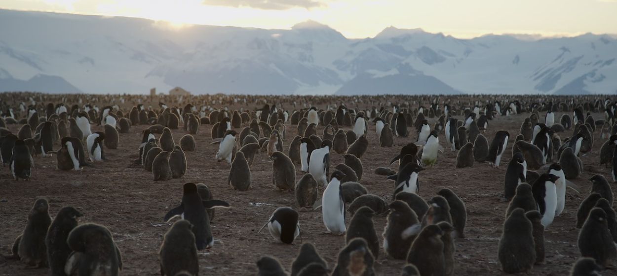 Fascinating Antarctica
