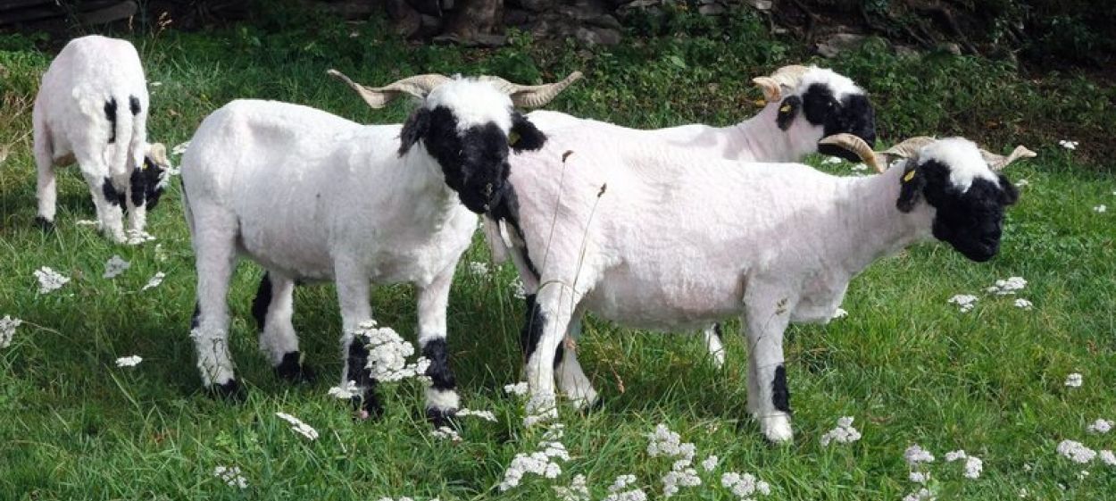 The Best Looking Blacknose Sheep