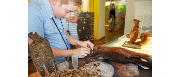 Tierforscher im Museum der Westlausitz Kamenz // © 2023 / Museum der Westlausitz Kamenz, Ingo Morgenstern