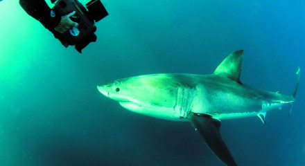 OF SHARKS AND MAN
