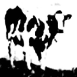 Cow | Avatat | ©1990